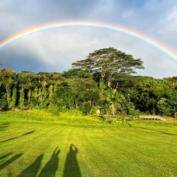 rainbow over a field